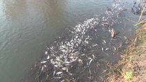 Manyas Gölü'nde Balık Ölümleri
