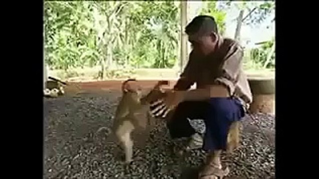 (1) ‫بندر کا ایسا کام آپ نے پہلے کبھی نہیں دیکھا ہو گا - ‬