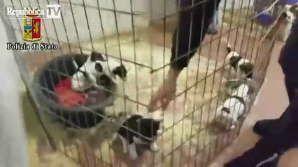 Sventato dalla Polizia Stradale traffico di cuccioli di cani e gatti sull'Autosole