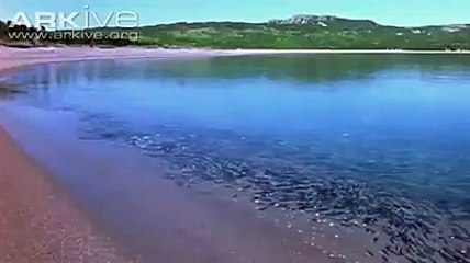 (1)  nai dekha میں نے اپنی زندگی میں عقاب کا ایسا زبردست شکار...