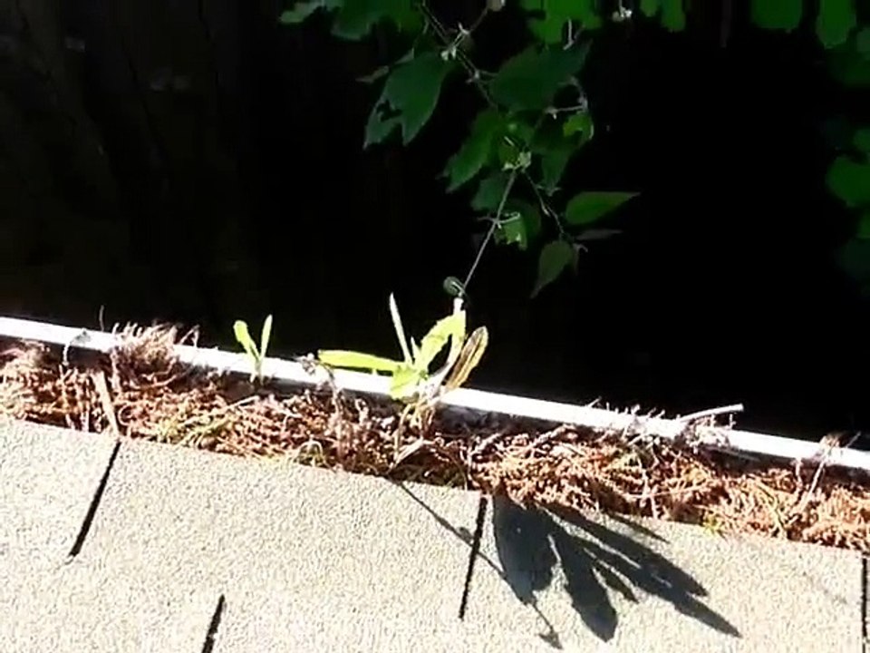 Weeds In The Gutter Found by the Home Inspectors Dallas