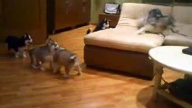 Une chienne husky joue avec ses 7 chiots