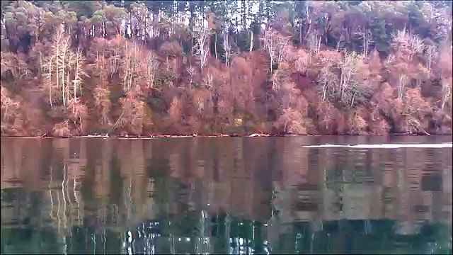 Un groupe d'orques nage près d'un petit bateau dans le bras de mer Puged Sound