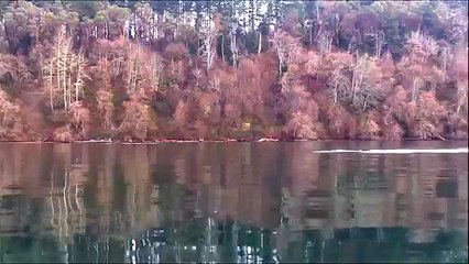Un groupe d'orques nage près d'un petit bateau dans le bras de mer Puged Sound