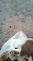 (14) سعودی عرب میں پاکستانیوں کے حال دیکھیں -