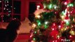 'Funny Cats Who Hate Christmas' Compilation 2014 - Cute Cats vs. Christmas Tree
