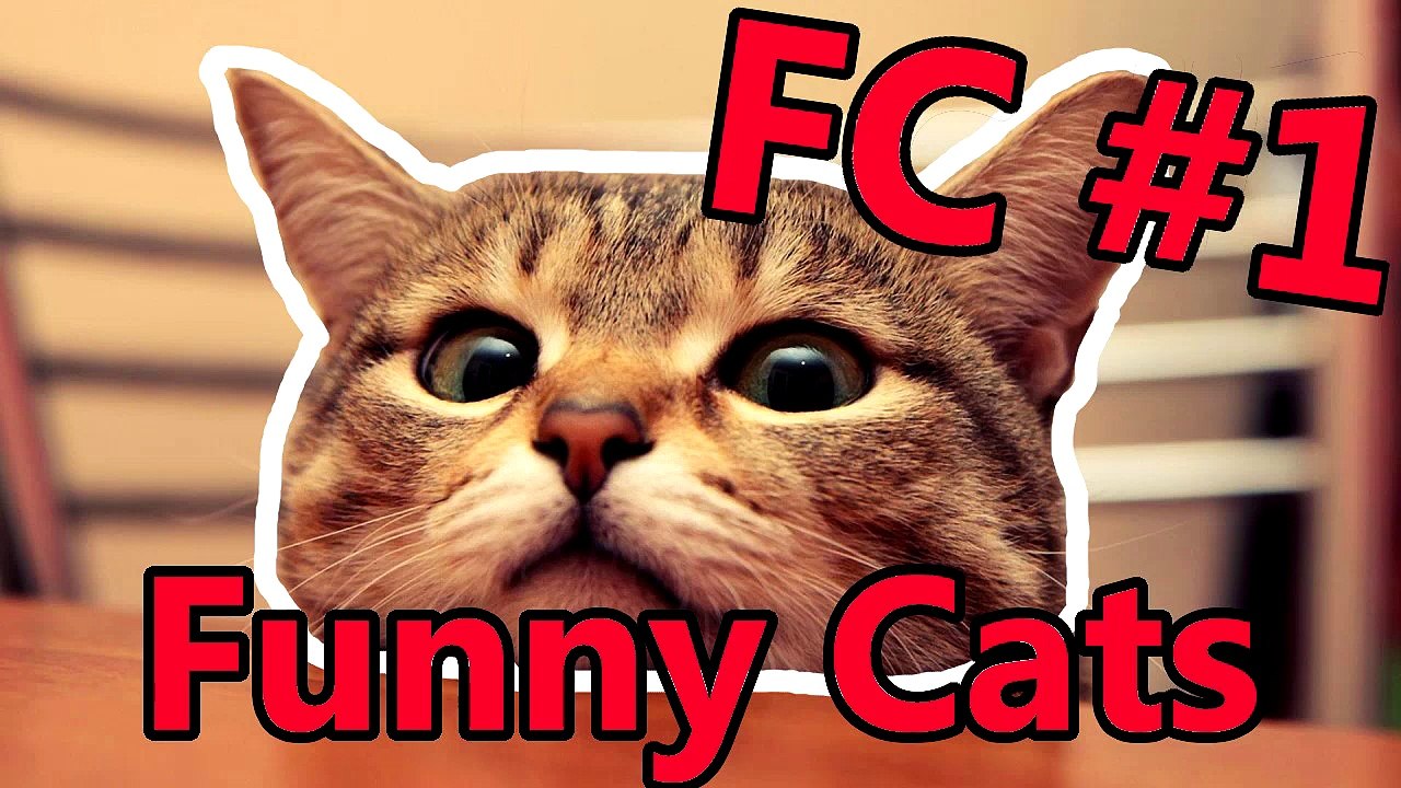 FC - Funny Cats #1