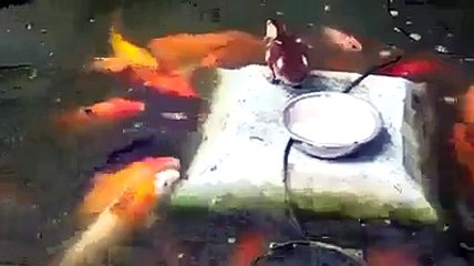amazing friend ship between duck chick and fishes.