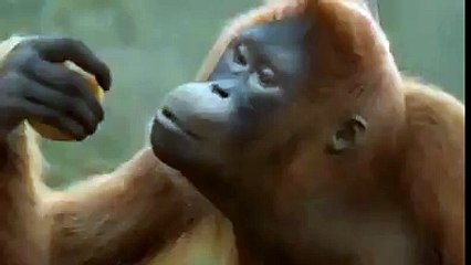 Chaar Botal Vodka | Monkey Version | W M - World Songs Lyrics