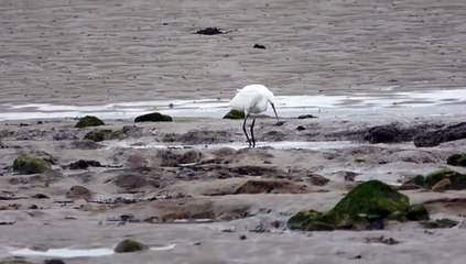 oiseaux dans la baie