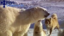 Quand un ours polaire joue avec des chiens