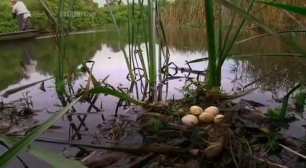 SATOYAMA: Japan's Secret Watergarden - BBC Natural World (Wildlife Documentary)