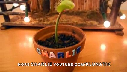 Plante carnivore déguisée en père Noël