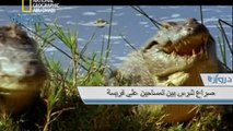 صراع شرس بين تمساحين على فريسة