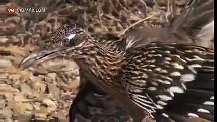 Yılanın başı nasıl ezilir