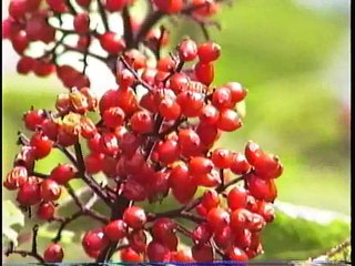Bella Coola Natural History: Black Bear, Tiger Swallowtail, Salmon