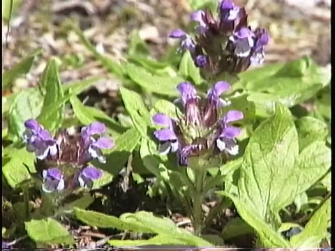 Bella Coola Natural History: Tent Caterpillars, Red Admiral, Marmots