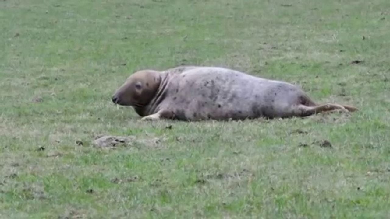 Seal found in Warrington field