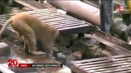 Un singe fait un massage cardiaque à un autre singe