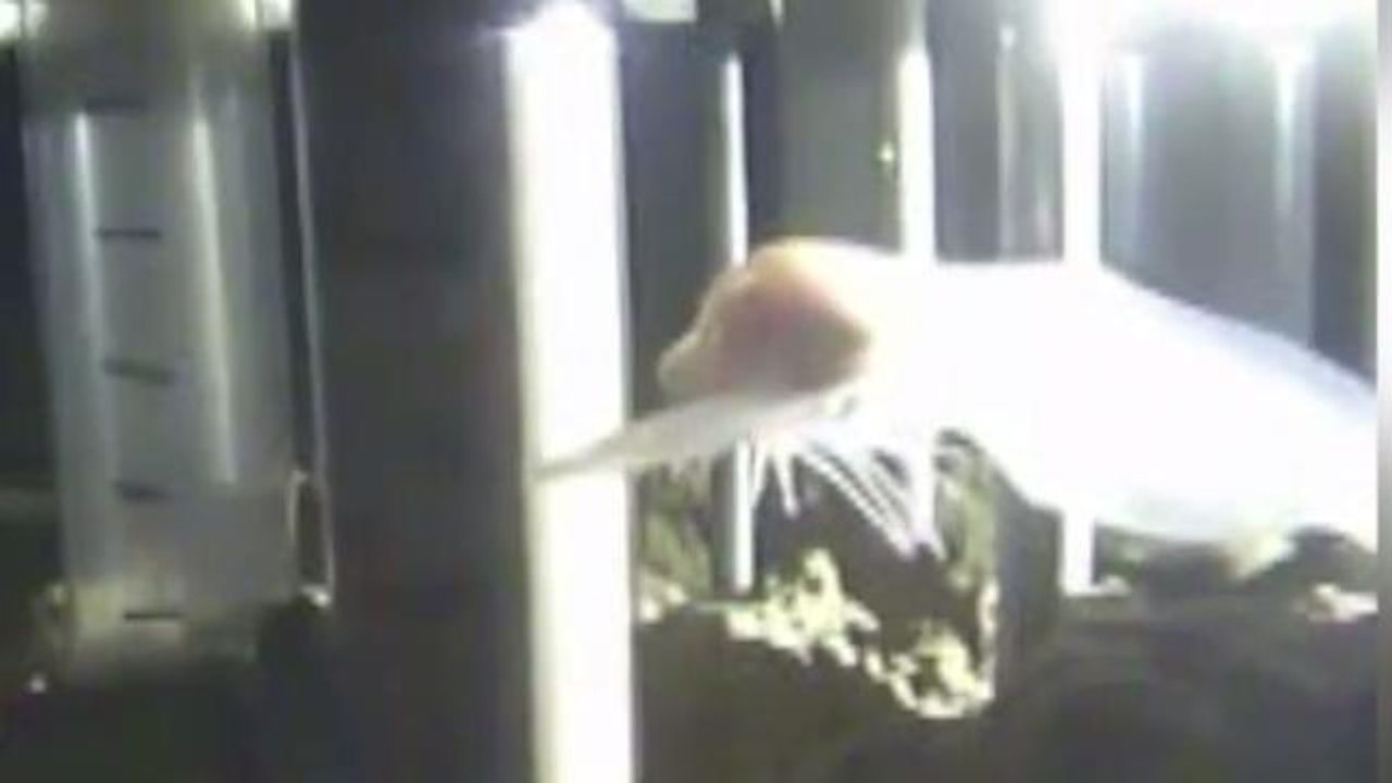 New Fish Species Discovered, Setting Record for World's Deepest