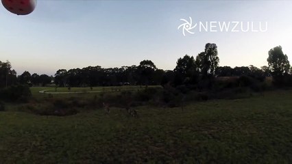 Un kangourou boxe un drone et le met K.O !