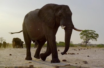 Nature - Featurette (6) VOST