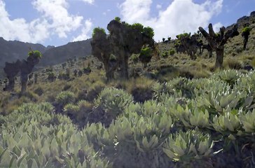 Nature - Featurette (4) VOST