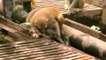 Watch A Monkey Save Another Monkey From Certain Death