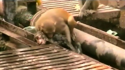 Watch A Monkey Save Another Monkey From Certain Death