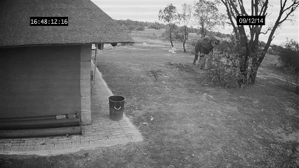 Elephant caught on CCTV cleaning up the trash