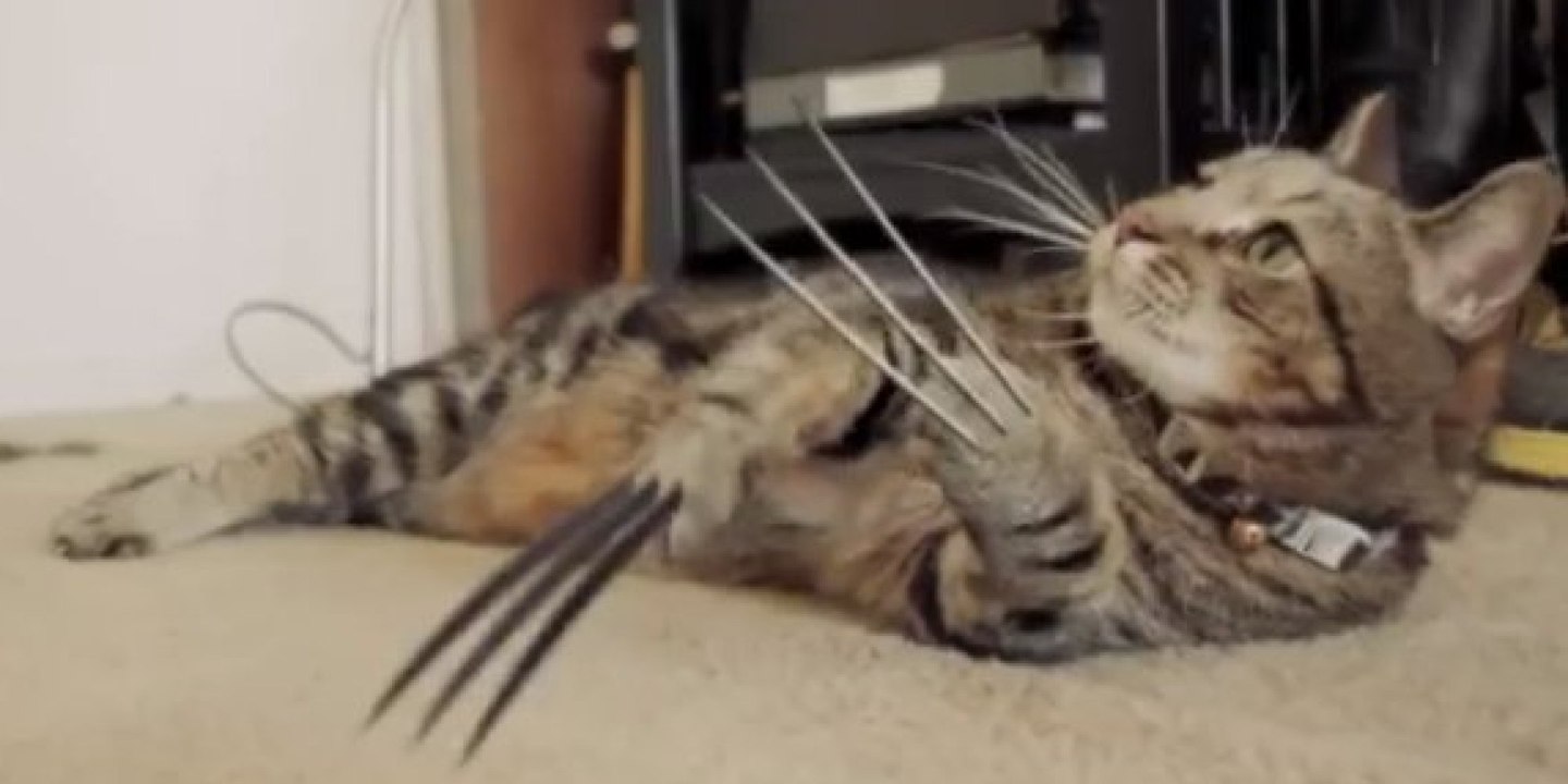 Wolverine Kedi