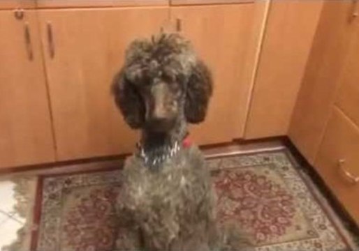 Virgil the Poodle Reaches for the Sky