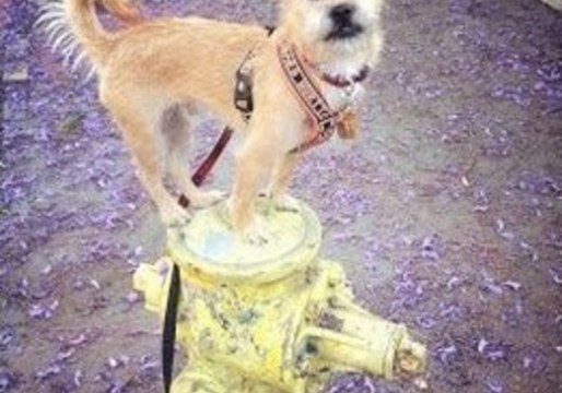 Miles Balances on Fire Hydrants