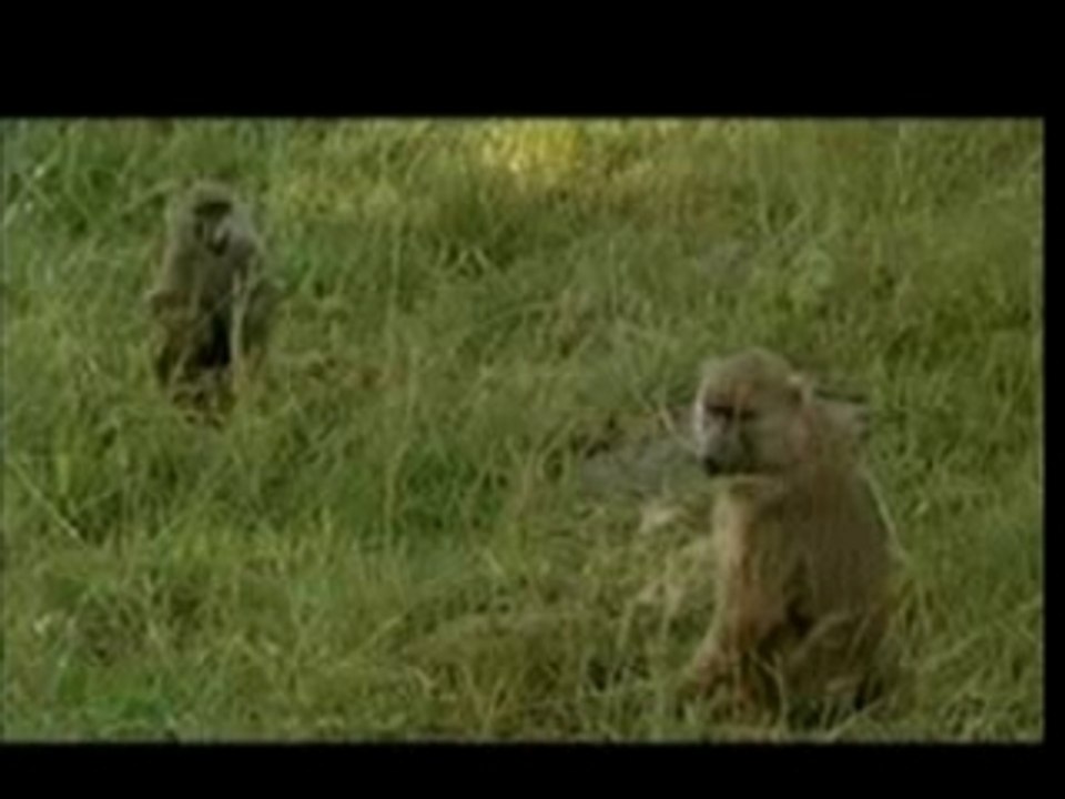 Out of Africa