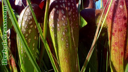 Бромелия - плотоядное растение хищник