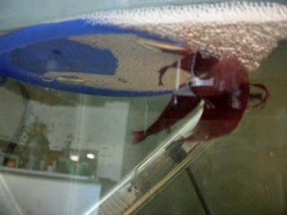 Accouplement betta