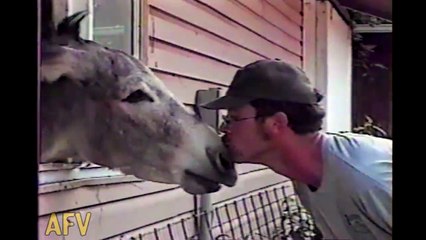 Lol   Don t Call Them Names  Donkeys To Be Very Sweet Animal