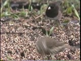 Bella Coola Natural History: Fox, Purple Finch, Band-tailed Pigeon, Western Meadowlark, Black Bear cubs