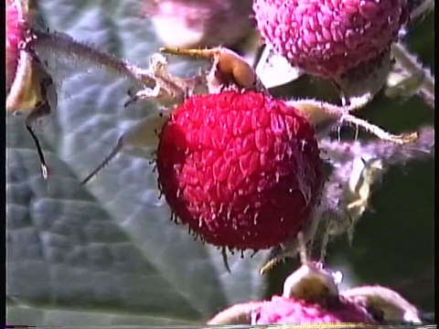 Bella Coola Natural History: Black Bear, Fox, Caterpillars