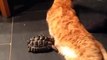 This Tortoise really hates cats... Bumps head in your belly!