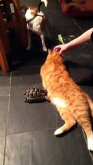 Descargar video: This Tortoise really hates cats... Bumps head in your belly!