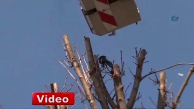 Mahsur Kalan Güvercinin İmdadına İtfaiye Yetişti