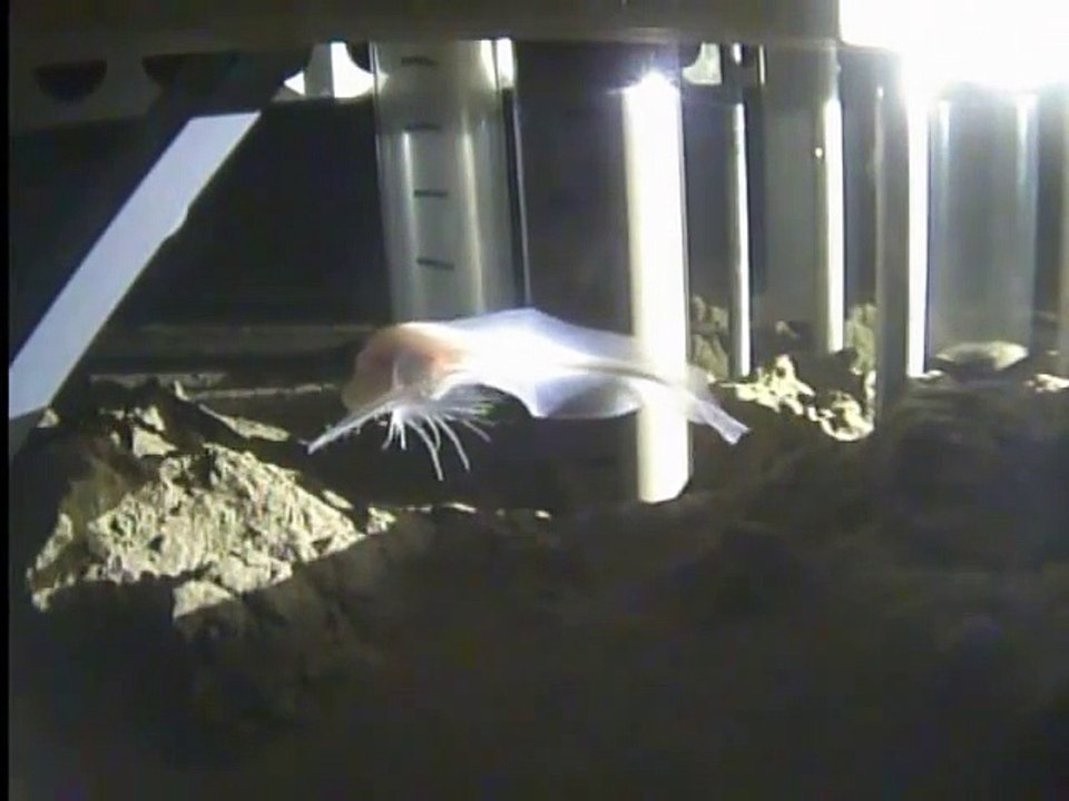 Nouvelle espèce de poisson trouvé à 8143m dans les abysses - Découvert par accident!