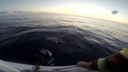 Dev Köpek Balığı Oltaya Böyle Takıldı