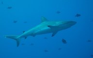 Amatör Balıkçı Alanya'da 200 Kiloluk Köpekbalığı Yakaladı