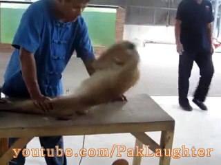 Justin Bieber Watch Amazing Monkey Exercise