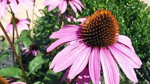 HUAWEI Ascend P7 mini Test deutsch