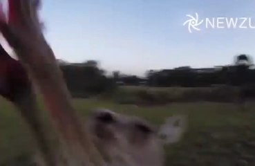 Les kangourous s'attaquent aux drones