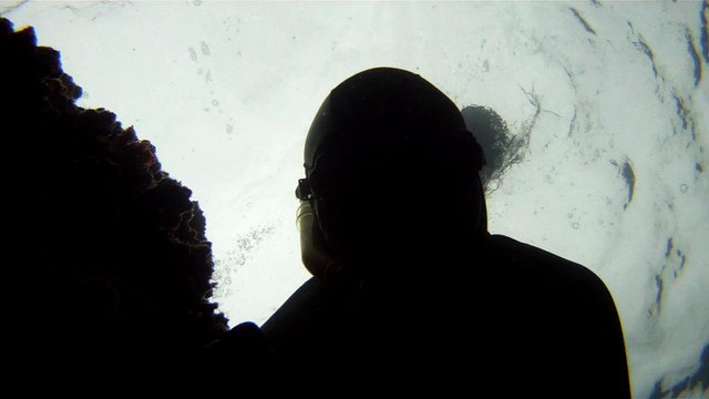 Observação Submarina, Ubatuba, SP, Brasil, Marcelo Ambrogi, Peixes, Tartarugas Gigantes, Apneia, Ilhas Indômitas, Mares Indômitos, (3)