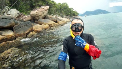 Observação Submarina, Ubatuba, SP, Brasil, Marcelo Ambrogi, Peixes, Tartarugas Gigantes, Apneia, Ilhas Indômitas, Mares Indômitos, (7)